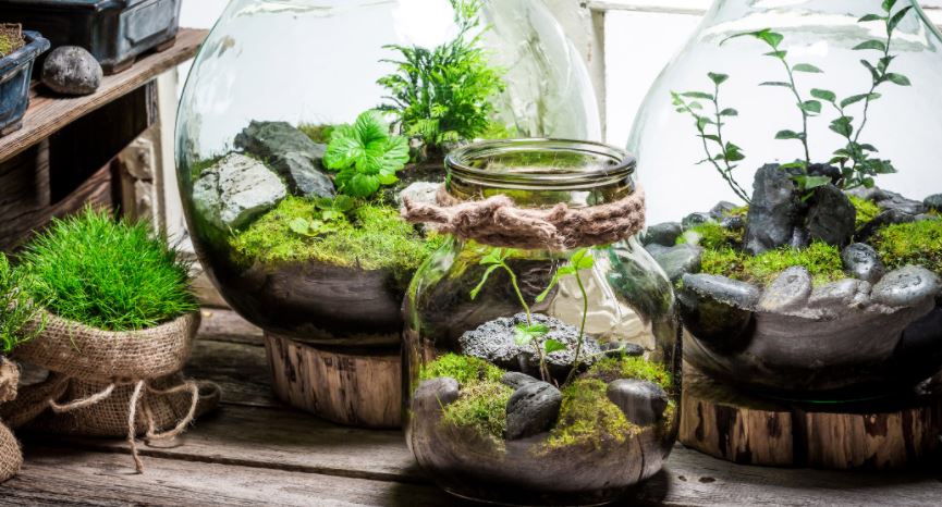 How to Make a Perfect Soil Mix for Closed Terrariums at Home for FREE 